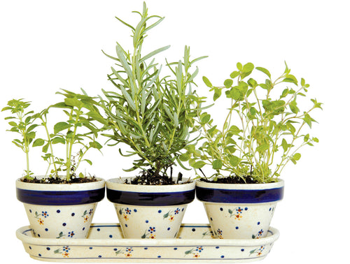 Country Meadow Flower Pots with Tray Polish Pottery